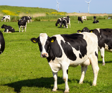 Büyükbaş Hayvan Yetiştiriciliği